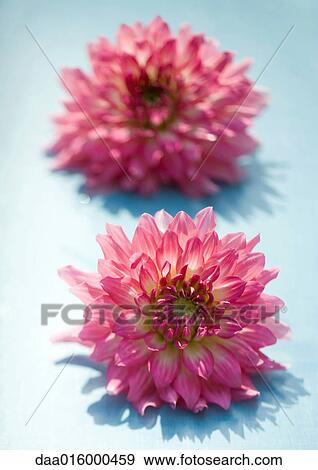 Two dahlia flowers View Large Photo Image Stock Photo - Two dahlia flowers. Fotosearch