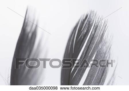Two feathers, close-up, cropped View Large Photo Image Stock Photo - Two feathers, close-up, cropped. Fotosearch