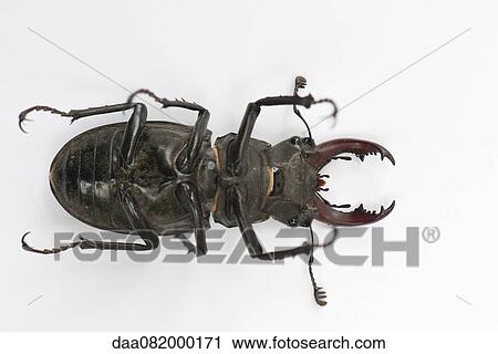 Underside of stag beetle View Large Photo Image Stock Image - Underside of stag beetle. Fotosearch