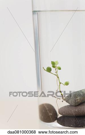 Uprooted plant (Senecio rowleyanus) on top of stack of rocks View Large Photo Image Stock Photo - Uprooted plant (Senecio rowleyanus) on top of stack of rocks. Fotosearch