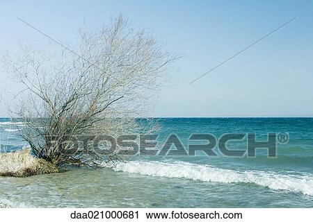 Uprooted tree in surf View Large Photo Image Stock Image - Uprooted tree in surf. Fotosearch