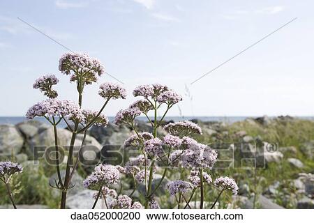 Valerian (Valeriana officinalis) View Large Photo Image Stock Image - Valerian (Valeriana officinalis). Fotosearch