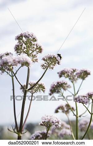 Valerian (Valeriana officinalis) View Large Photo Image Stock Image - Valerian (Valeriana officinalis). Fotosearch