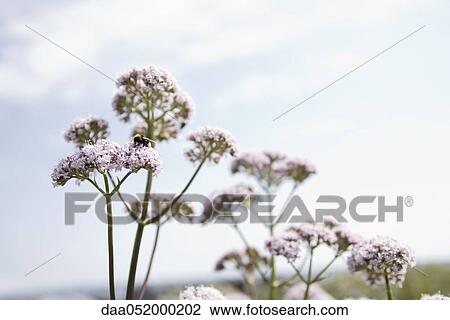 Valerian (Valeriana officinalis) View Large Photo Image Stock Image - Valerian (Valeriana officinalis). Fotosearch