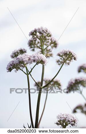 Valerian (Valeriana officinalis) View Large Photo Image Stock Image - Valerian (Valeriana officinalis). Fotosearch