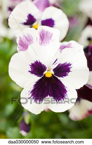 Variegated pansies View Large Photo Image Stock Image - Variegated pansies. Fotosearch