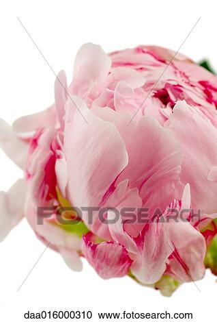 Stock Image - Variegated peony, close-up. Fotosearch