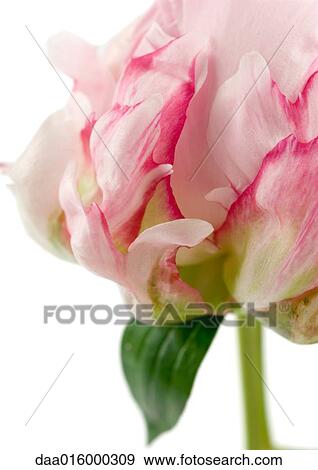 Variegated peony, close-up View Large Photo Image Stock Photo - Variegated peony, close-up. Fotosearch