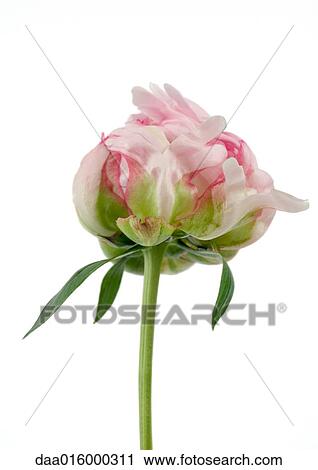 Variegated peony, low angle view View Large Photo Image Stock Image - Variegated peony, low angle view. Fotosearch