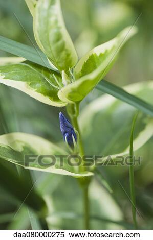 Variegated periwinkle bud View Large Photo Image Stock Photography - Variegated periwinkle bud. Fotosearch