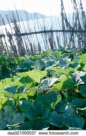 Vegetable garden, seascape in background View Large Photo Image Stock Photo - Vegetable garden, seascape in background. Fotosearch