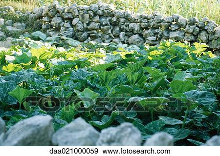 Stock Photo - Vegetable garden surrounded by low rock wall. Fotosearch