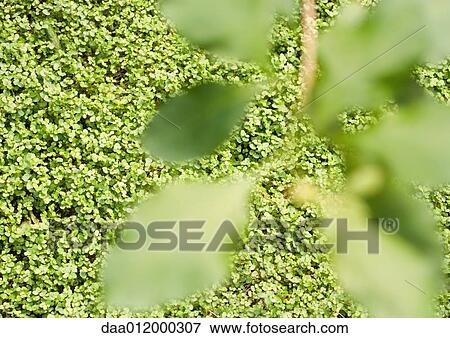 Vegetation, blurred leaves in foreground View Large Photo Image Stock Photo - Vegetation, blurred leaves in foreground. Fotosearch