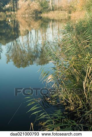 Stock Image - Vegetation growing along edge of water. Fotosearch