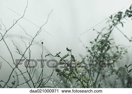 Vegetation in mist View Large Photo Image Stock Image - Vegetation in mist. Fotosearch