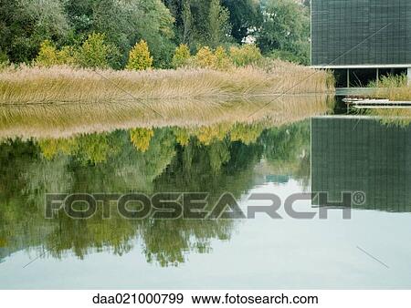 Vegetation reflected on surface of water View Large Photo Image Stock Photo - Vegetation reflected on surface of water. Fotosearch