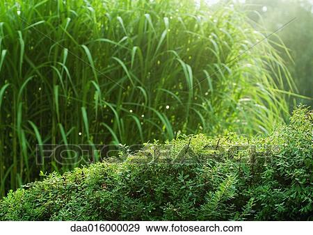Vegetation View Large Photo Image Stock Photo - Vegetation. Fotosearch