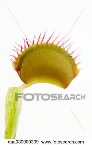 Venus flytrap, close-up View Large Photo Image Stock Photo - Venus flytrap, close-up. Fotosearch