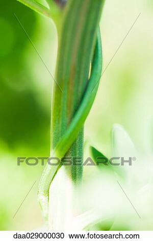 Stock Image - Vine curling around stem, close-up. Fotosearch
