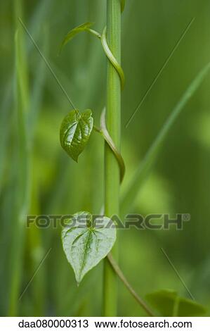 Vine growing around stem View Large Photo Image Stock Image - Vine growing around stem. Fotosearch