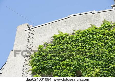 Picture - Vine growing on side of building. Fotosearch