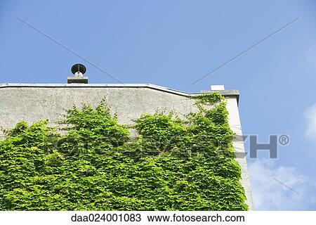 Stock Image - Vine growing on side of building. Fotosearch