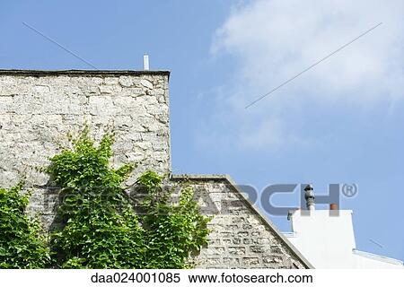 Stock Photography - Vine growing on side of building. Fotosearch