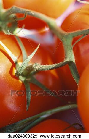 Vine tomatoes, extreme close-up View Large Photo Image Stock Photography - Vine tomatoes, extreme close-up. Fotosearch