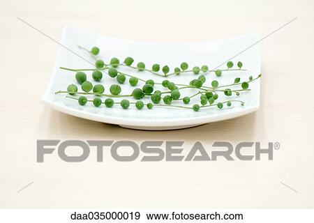 Vines (Senecio Rowleyanus) on curved plate View Large Photo Image Stock Photo - Vines (Senecio Rowleyanus) on curved plate. Fotosearch