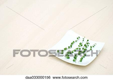 Vines (senecio rowleyanus) on curved white dish View Large Photo Image Stock Photograph - Vines (senecio rowleyanus) on curved white dish. Fotosearch
