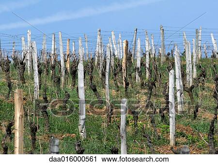 Stock Image - Vineyard. Fotosearch