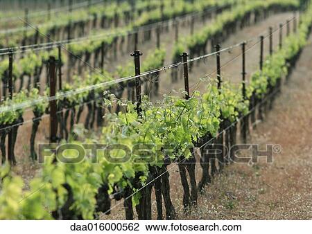 Vineyard View Large Photo Image Stock Image - Vineyard. Fotosearch