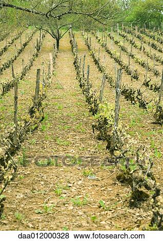 Stock Photo - Vineyard. Fotosearch