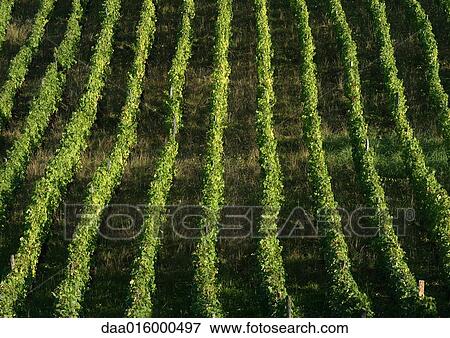 Vineyard View Large Photo Image Stock Photo - Vineyard. Fotosearch