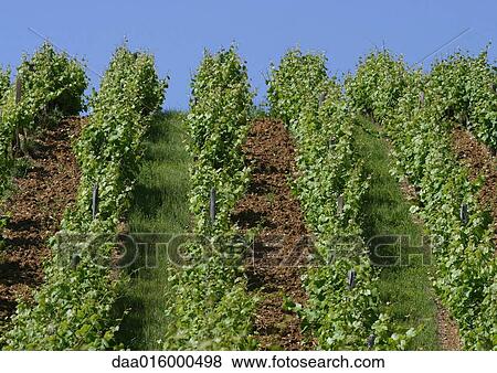 Vineyard View Large Photo Image Stock Photo - Vineyard. Fotosearch