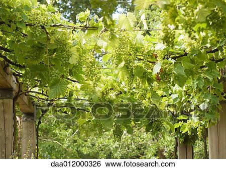 Stock Photograph - Vineyard. Fotosearch