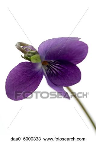 Violet, close-up View Large Photo Image Stock Image - Violet, close-up. Fotosearch