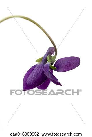 Violet View Large Photo Image Stock Image - Violet. Fotosearch