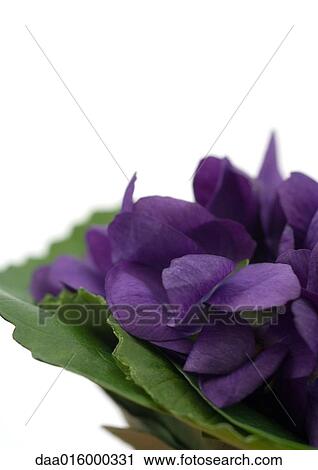 Violets View Large Photo Image Stock Image - Violets. Fotosearch
