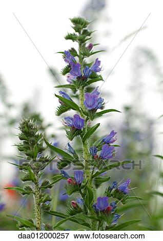 Viper's bugloss View Large Photo Image Stock Photo - Viper's bugloss. Fotosearch