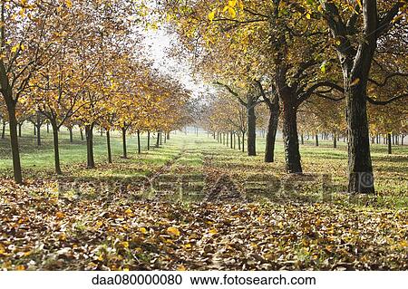 Walnut grove in autumn View Large Photo Image Stock Image - Walnut grove in autumn. Fotosearch