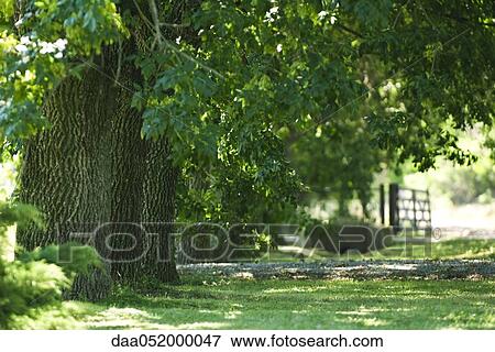 Walnut trees View Large Photo Image Stock Photo - Walnut trees. Fotosearch