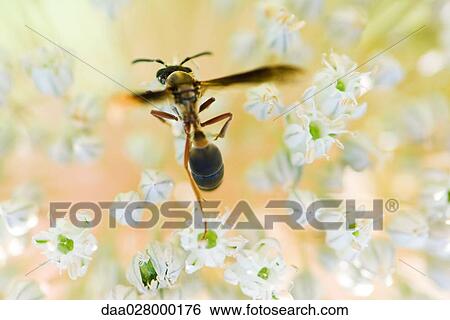 Wasp landing on flower blossom View Large Photo Image Stock Photograph - Wasp landing on flower blossom. Fotosearch