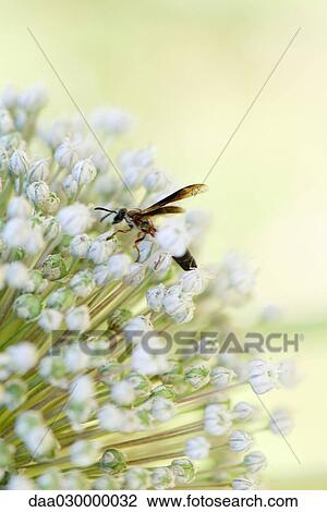Wasp on allium blossom, close-up View Large Photo Image Stock Image - Wasp on allium blossom, close-up. Fotosearch