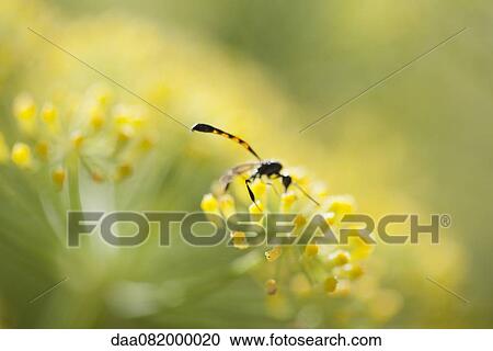 Wasp pollinating fennel flowers View Large Photo Image Stock Image - Wasp pollinating fennel flowers. Fotosearch