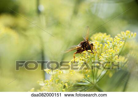 Wasp pollinating fennel flowers View Large Photo Image Stock Image - Wasp pollinating fennel flowers. Fotosearch