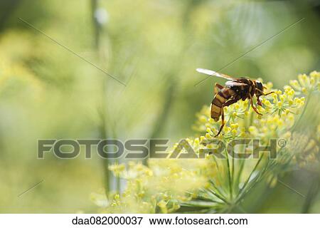 Stock Photo - Wasp pollinating fennel flowers. Fotosearch