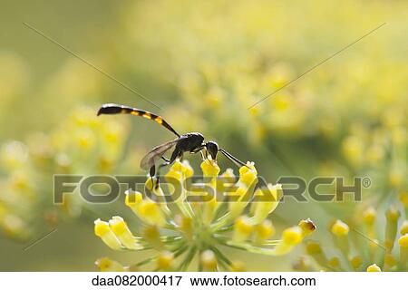 Wasp pollinating fennel flowers View Large Photo Image Stock Photo - Wasp pollinating fennel flowers. Fotosearch