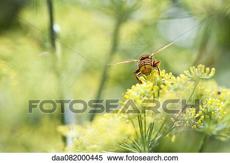 Wasp pollinating fennel flowers View Large Photo Image Stock Photography - Wasp pollinating fennel flowers. Fotosearch