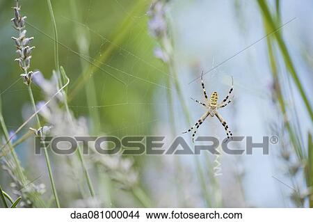 Wasp spider (Argiope bruennichi) View Large Photo Image Picture - Wasp spider (Argiope bruennichi). Fotosearch